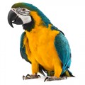 Pasari